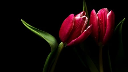 Tulipe - flower, tulipe, red, beautiful