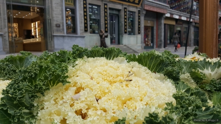 Interesting Flower / Vegetable - beijing, china, vegetable, yellow, green, flower