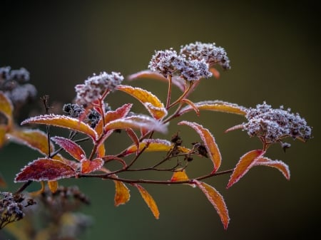 Winter leaves - frozen, leaves, frost, plant