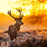 Buck In The Autumn