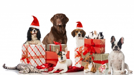 :-) - hat, dog, guinea pig, cat, christmas, santa, animal, craciun, red, pisici, caine