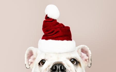 :-) - hat, christmas, santa, craciun, red, dog, caine, eye