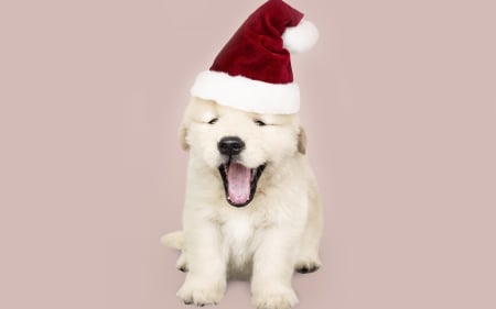 :-) - red, cute, caine, puppy, craciun, christmas, hat, santa, dog