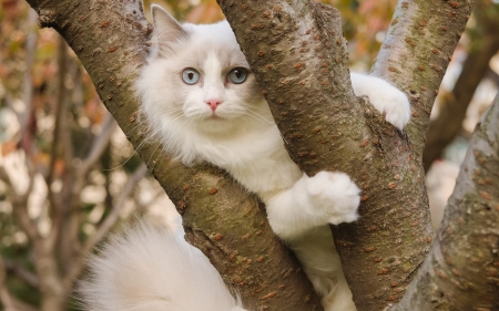 Cat on Tree - white, animal, tree, cat