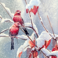 Birds in snow