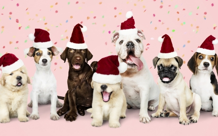 :-) - red, funny, pink, cute, caine, craciun, christmas, hat, santa