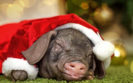 :-) - red, 2019, craciun, christmas, sleep, mistret de pamant, earth pig, chinese zodiac, hat