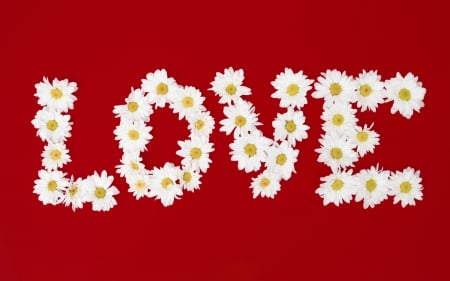 :-) - word, love, chamomile, valentine, daisy, white, yellow, red, card, flower