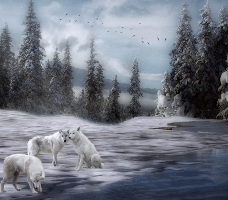 WINTER PACK - wolves, forest, animals, snow, winter, pack