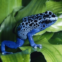 blue dart frog