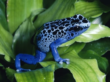 blue dart frog - animal, dart, frog, blue