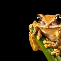 peacock tree frog