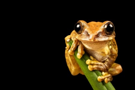 peacock tree frog - frog, tree, animal, peacock