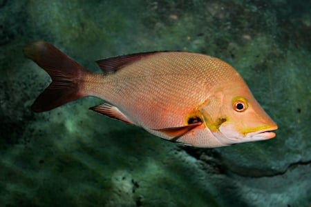 red snapper - rock, snapper, fish, red