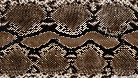 snake skin leather - skin, leather, patterns, snake