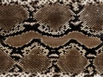 snake skin leather