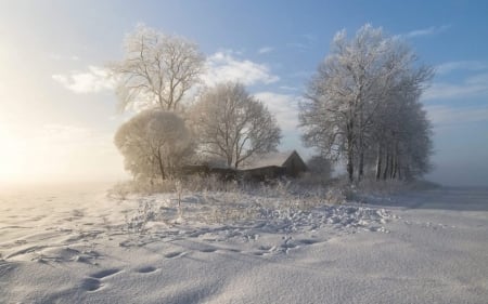 Winter in Latvia - Latvia, house, trees, winter, snow, hoarfrost