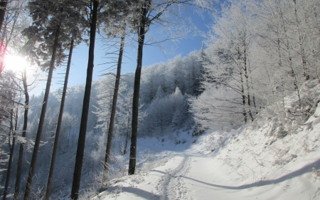 Walkway in Winter Forest