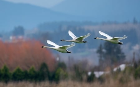 Trumpeter Swans - flight, swans, animals, birds