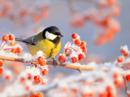 Chickadee - berries, songbird, bird, branches, winter, snow