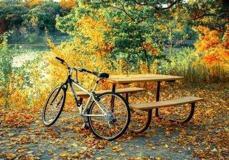 Fall Colors - benches, table, leaves, trees, bicycle