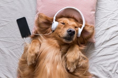 :-) - headphones, animal, sleep, paw, funny, cure, dog, caine