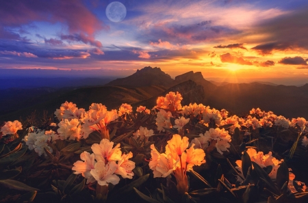 Mountain wildflowers - Sunset, Flowers, Clouds, Mountain, Sky