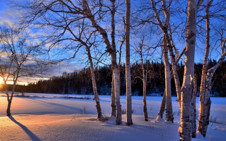 Winter Sunset - snow, birches, winter, sunset