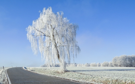 Winter Landscape - winter, hoarfrost, tree, road