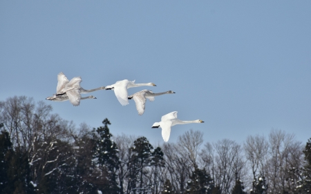 Flying Swans - birds, swans, animals, flight