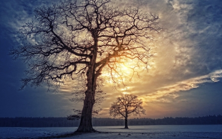 Trees in Winter - trees, snow, sunshine, field, sky