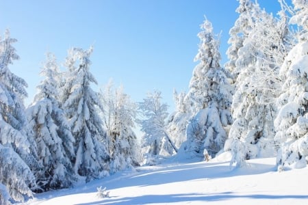 Welcome winter - snow, ice, winter, tree