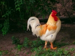 EL GALLO