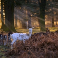 Albino Deer