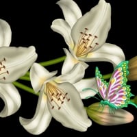 Lillies