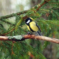 Great Tit