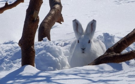 Hare in Snow - white, hare, snow, winter, animal