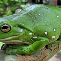 green tree frog