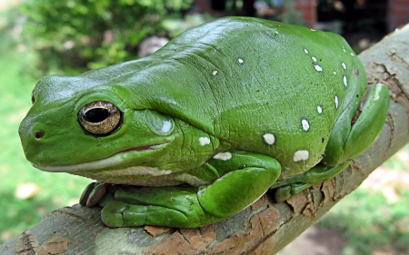 green tree frog - animal, tree, frog, branch