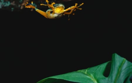 I can fly - animal, leaf, tree, frog