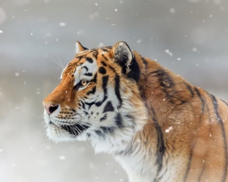 Tiger - animal, winter, tiger, tigru