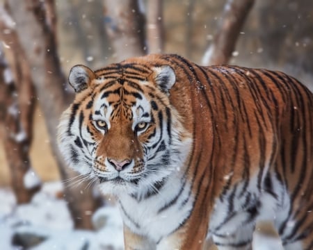 Tiger - tigru, winter, animal, tiger