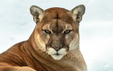 puma - nature, puma, photography, cool, animals