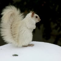 Snow Squirrel