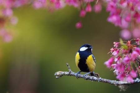 Little Bird - flowers, animal, bird, branch