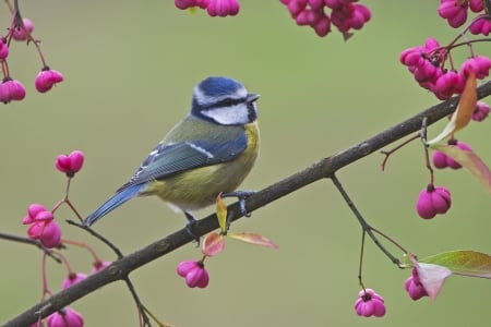 Little Bird - Branches, Bird, Flowers, Spring