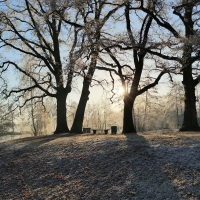 Trees in Frost