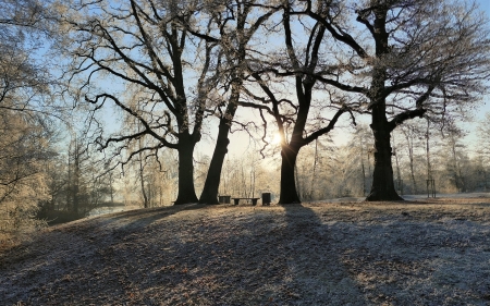 Trees in Frost - winter, hoarfrost, sunshine, trees