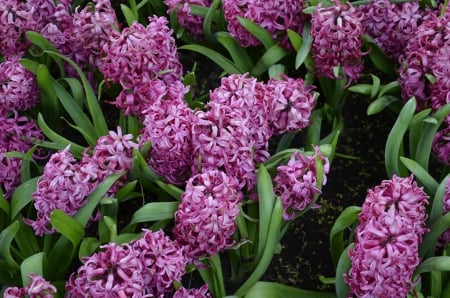 hyacinths - flowers, hyacinths, leaf, plant