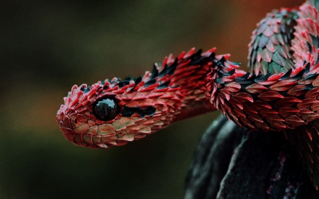 indonesian autumn adder - snake, adder, autumn, indonesian